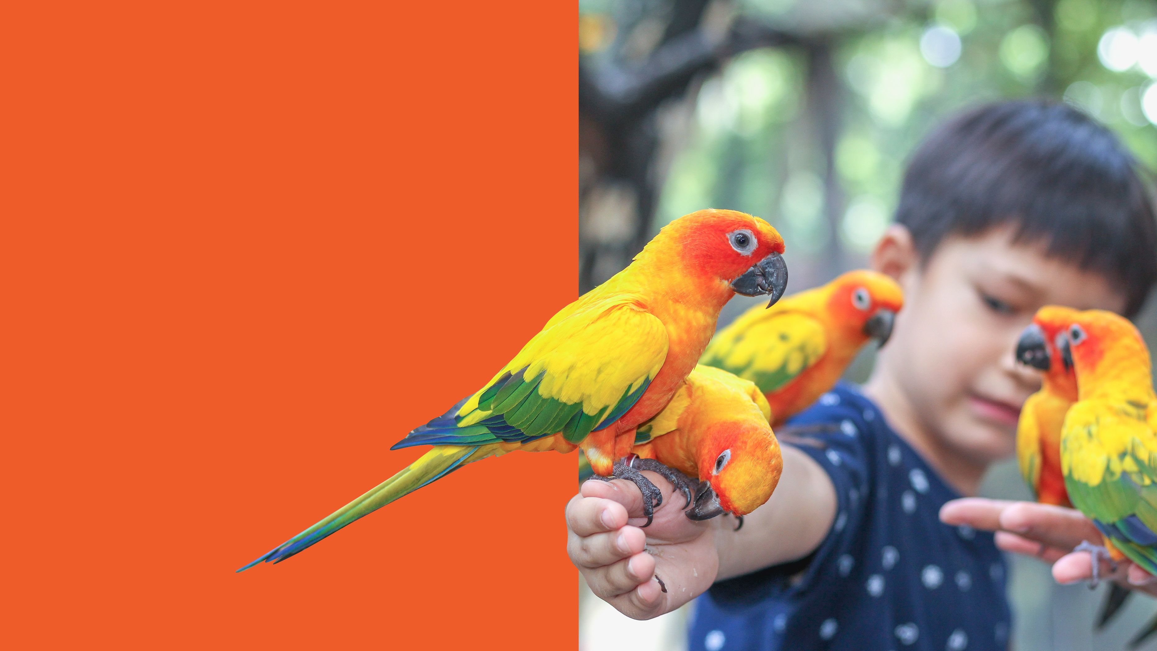 young asian boy with australian lorikeets on his arm
